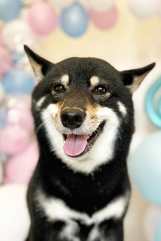 わんちゃん