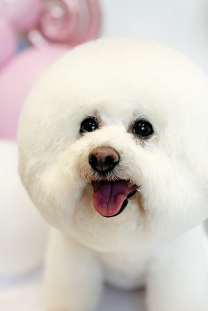 わんちゃん