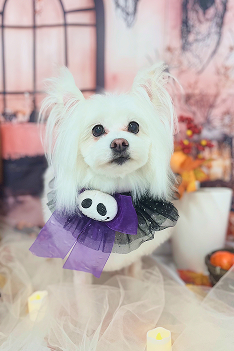 わんちゃん