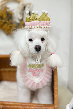 わんちゃん