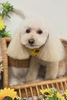 わんちゃん